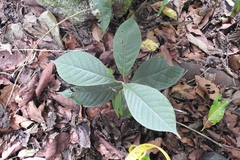 Ocotea botrantha