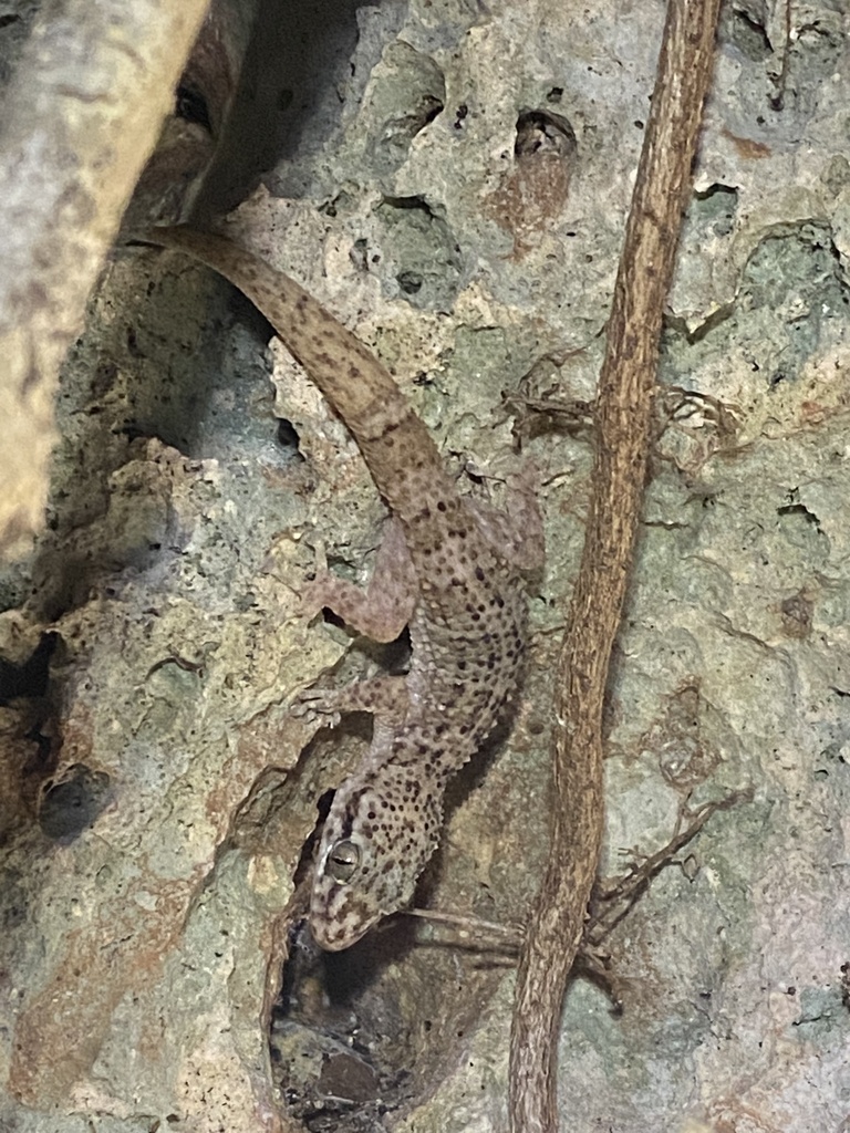 Greater Antillean Leaf-Toed Gecko
