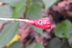 Ocotea botrantha