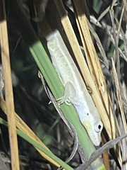 Anolis pulchellus