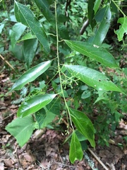 Ocotea effusa