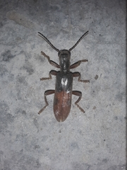 Cymatodera hopei