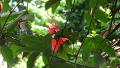 Passiflora punicea