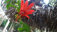 Passiflora punicea