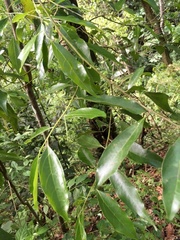 Ocotea effusa