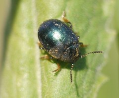 Colaphellus sophiae