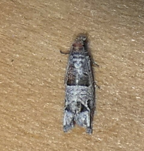 Constricted Sonia Moth photo 5