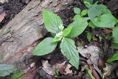 Spigelia humboldtiana
