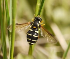 Xanthogramma citrofasciatum