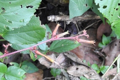 Cuphea appendiculata