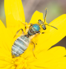 Lasioglossum pavonotus