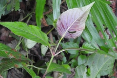 Cuphea appendiculata