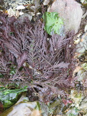 Odonthalia washingtoniensis