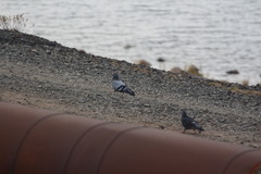 Columba livia domestica