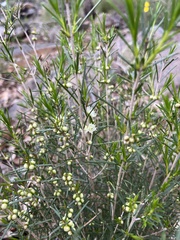 Hypocalymma angustifolium