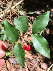 Malpighia souzae