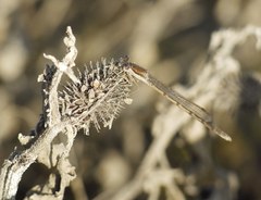 Sympecma fusca