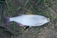 Hiodon alosoides