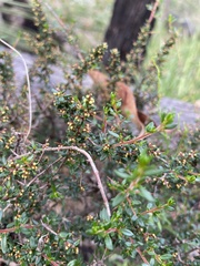 Cryptandra arbutiflora