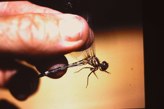 Macrothemis inequiunguis