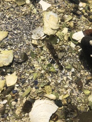 Crangon septemspinosa