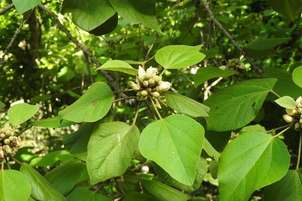 Hampea longipes
