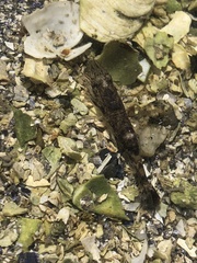 Crangon septemspinosa