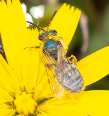 Lasioglossum pavonotus