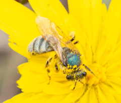 Lasioglossum pavonotus