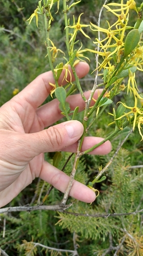 Image of Anthocercis littorea by (c) Peter Crowcroft, some rights reserved (CC BY)
