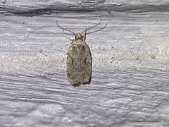 Agonopterix curvilineella