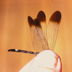 Macrothemis inequiunguis