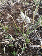 Silene uralensis