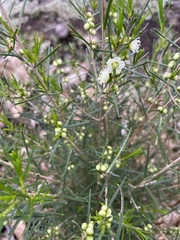 Hypocalymma angustifolium