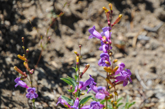 Penstemon azureus