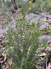 Hypocalymma angustifolium