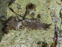 Desmarestia herbacea