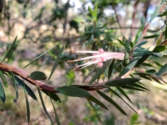 Styphelia triflora
