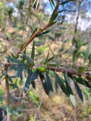 Styphelia triflora