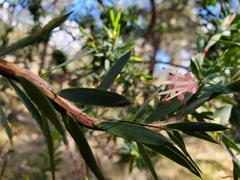 Styphelia triflora