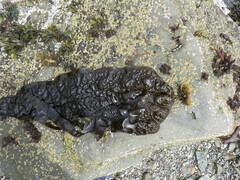 Hedophyllum nigripes