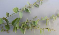 Cocculus hirsutus