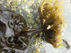Hedophyllum nigripes