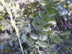 Cocculus hirsutus