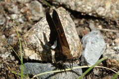 Epargyreus clarus huachuca