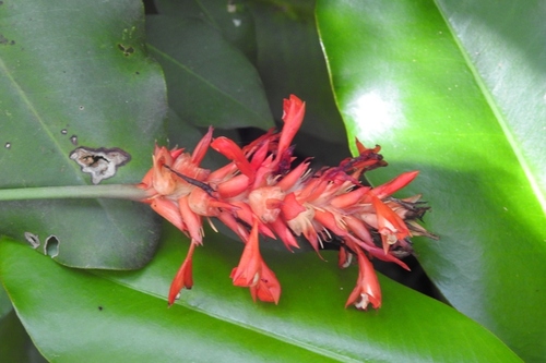 Goeppertia coccinea (Goeppertia coccinea)