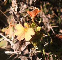 Crossandra zuluensis