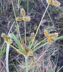 Cyperus alopecuroides