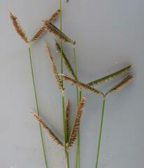 Dactyloctenium geminatum