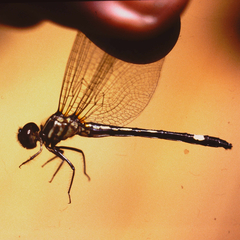 Macrothemis inequiunguis